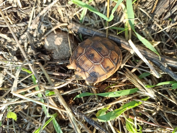 Testudo graeca  photographed by בעז שחם 