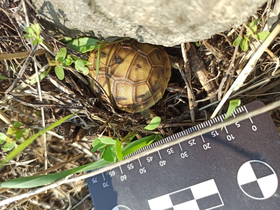 Testudo graeca  photographed by בעז שחם 