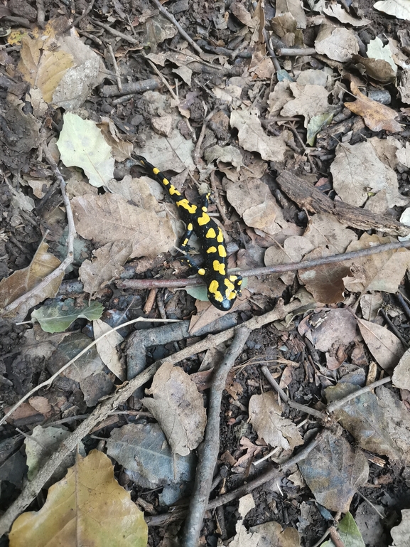 Salamandra infraimmaculata  photographed by צוות תל דן 