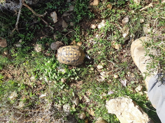 Testudo graeca  photographed by מתן מוראד 