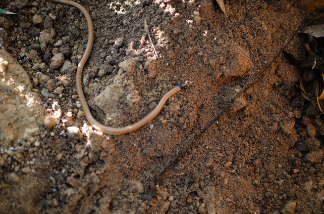 Rhynchocalamus melanocephalus  photographed by סיון מרדוק 