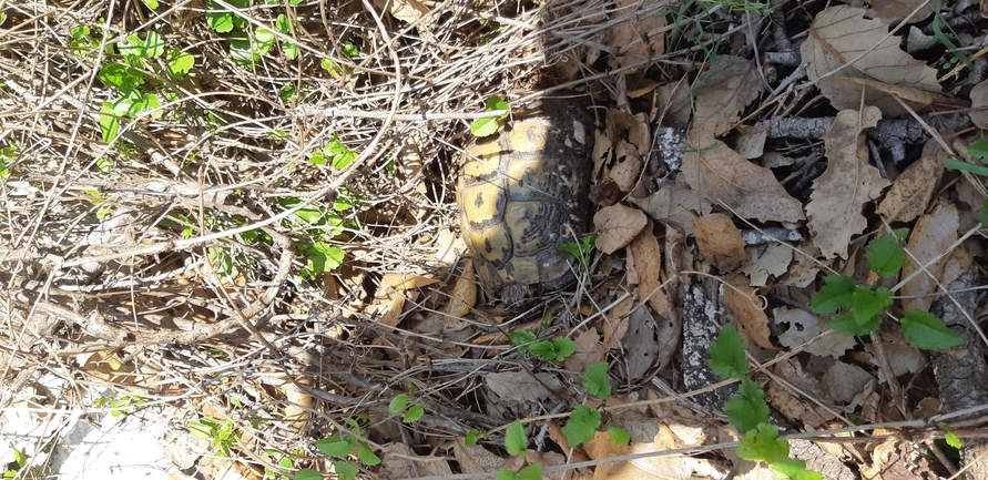 Testudo graeca  photographed by ברק ברכיאל  