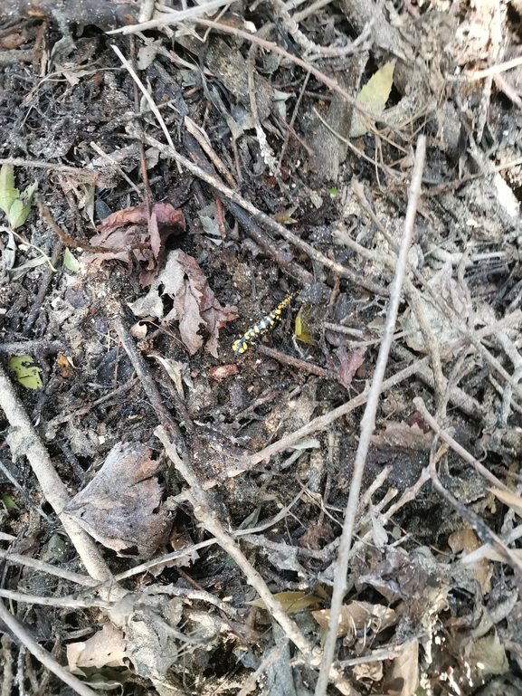 Salamandra infraimmaculata  photographed by צוות תל דן 