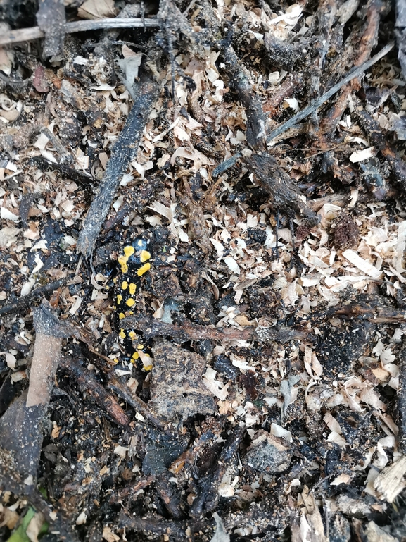 Salamandra infraimmaculata  photographed by צוות תל דן 