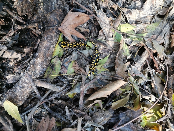 Salamandra infraimmaculata  photographed by צוות תל דן 