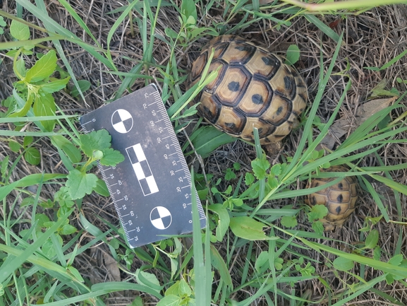 Testudo graeca  photographed by סיון מרדוק 