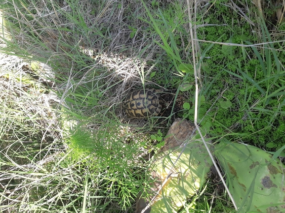 Testudo graeca  photographed by סיון מרדוק 