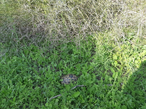 Testudo graeca  photographed by סיון מרדוק 