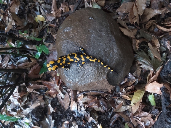 Salamandra infraimmaculata  photographed by ג'לאא בשארה 