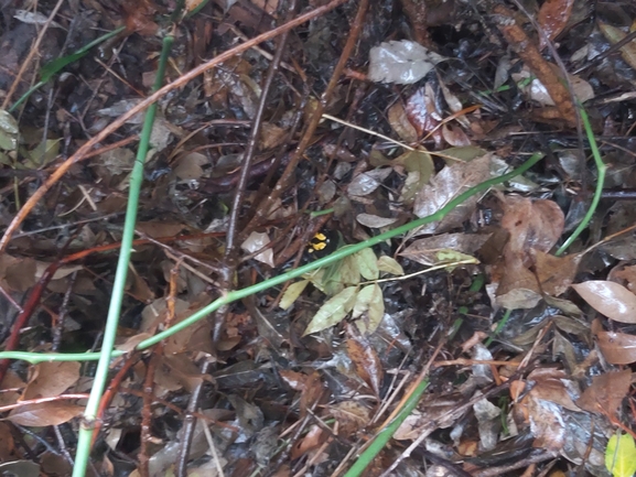 Salamandra infraimmaculata  photographed by ג'לאא בשארה 