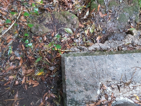 Salamandra infraimmaculata  photographed by ג'לאא בשארה 