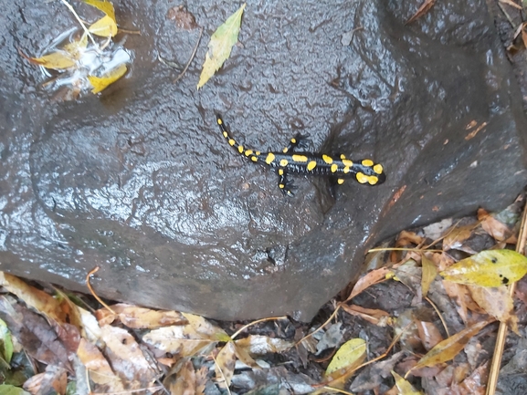 Salamandra infraimmaculata  photographed by ג'לאא בשארה 