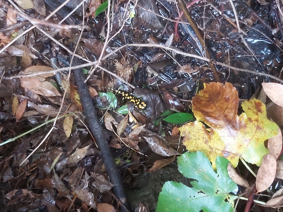 Salamandra infraimmaculata  photographed by ג'לאא בשארה 