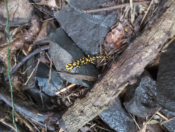 Salamandra infraimmaculata  photographed by ג'לאא בשארה 