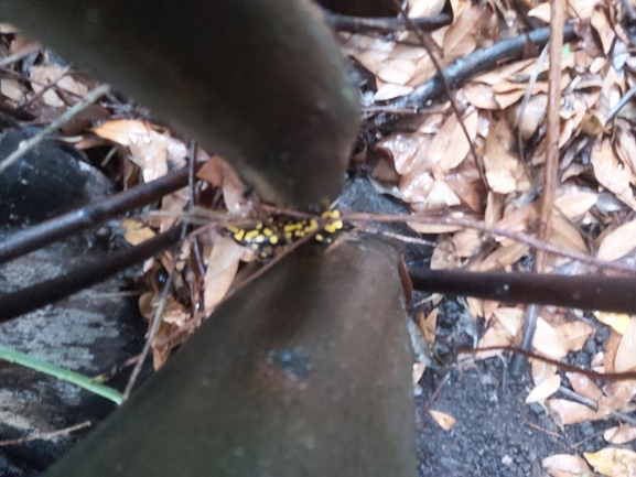 Salamandra infraimmaculata  photographed by ג'לאא בשארה 