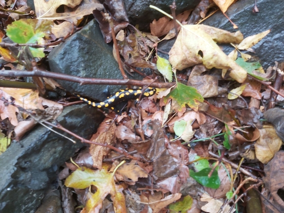 Salamandra infraimmaculata  photographed by ג'לאא בשארה 