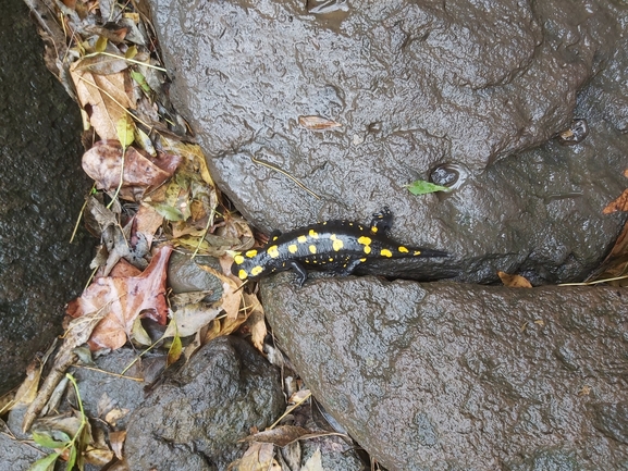 Salamandra infraimmaculata  photographed by ג'לאא בשארה 