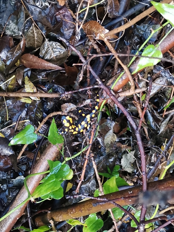 Salamandra infraimmaculata  photographed by צוות תל דן 