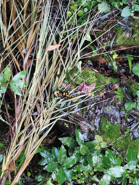 Salamandra infraimmaculata  photographed by צוות תל דן 