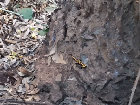 Salamandra infraimmaculata  photographed by צוות תל דן 