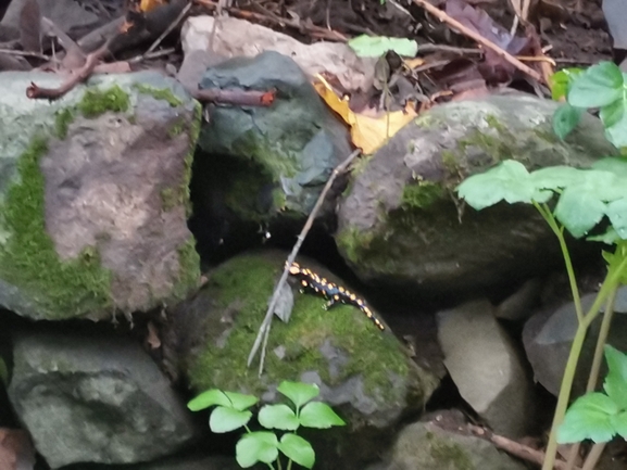 Salamandra infraimmaculata  photographed by צוות תל דן 