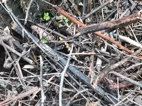 Salamandra infraimmaculata  photographed by צוות תל דן 