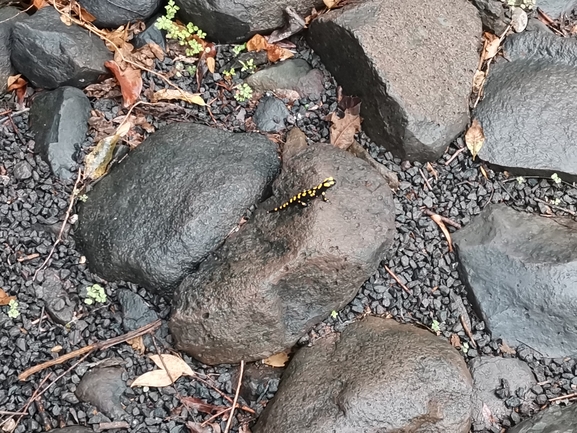 Salamandra infraimmaculata  photographed by צוות תל דן 