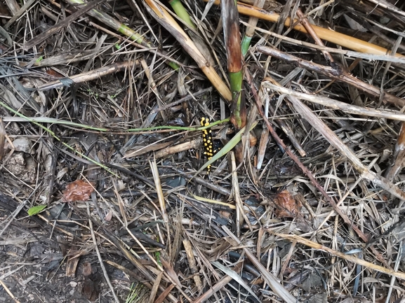 Salamandra infraimmaculata  photographed by צוות תל דן 