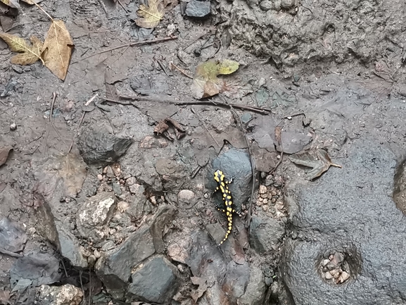 Salamandra infraimmaculata  photographed by צוות תל דן 