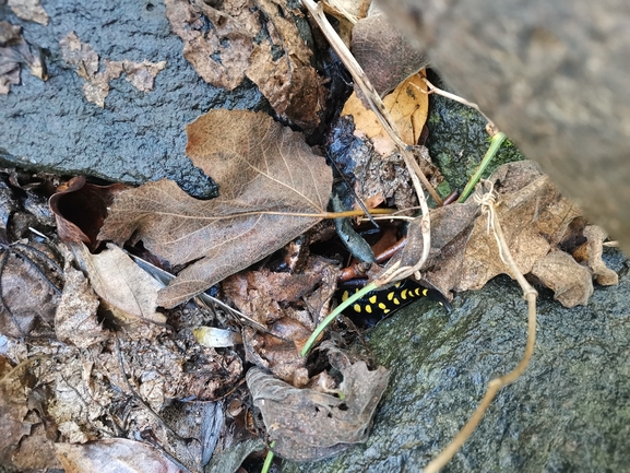 Salamandra infraimmaculata  photographed by צוות תל דן 