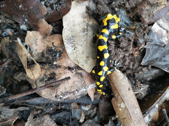 Salamandra infraimmaculata  photographed by צוות תל דן 