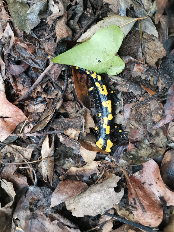 Salamandra infraimmaculata  photographed by צוות תל דן 