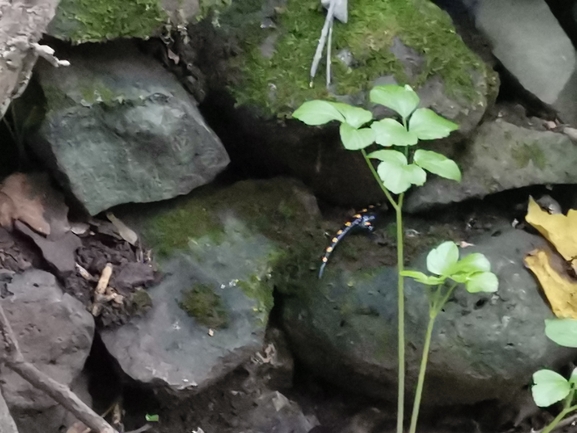 Salamandra infraimmaculata  photographed by צוות תל דן 