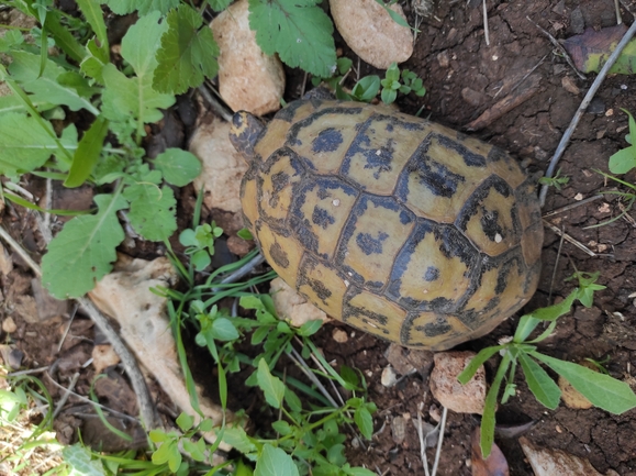 Testudo graeca  