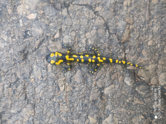 Salamandra infraimmaculata  photographed by רמדאן עיסא 