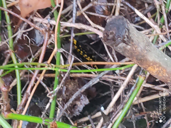 Salamandra infraimmaculata  photographed by רמדאן עיסא 