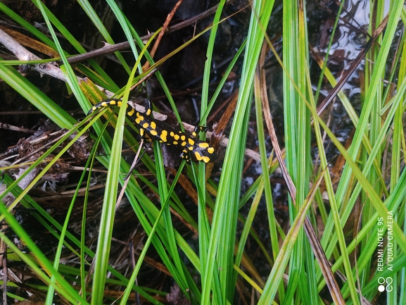 Salamandra infraimmaculata  photographed by רמדאן עיסא 