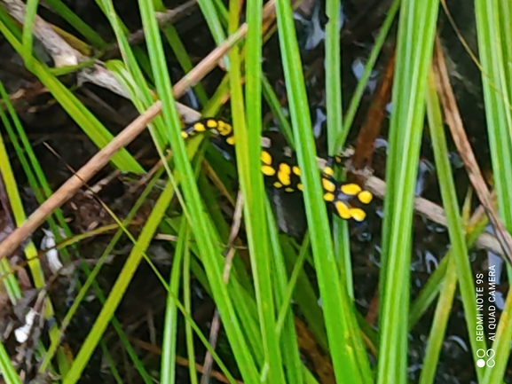 Salamandra infraimmaculata  photographed by רמדאן עיסא 