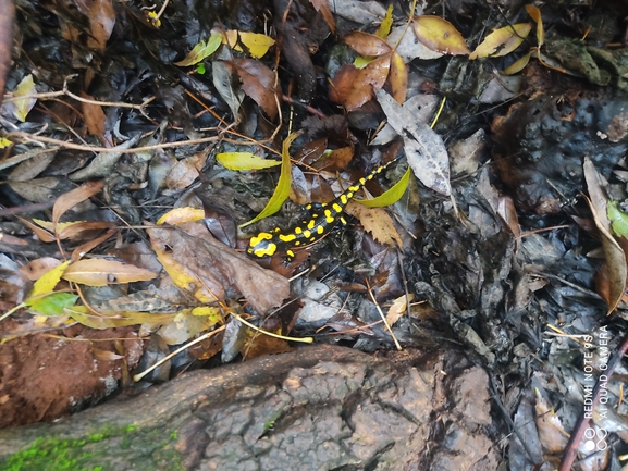 Salamandra infraimmaculata  photographed by רמדאן עיסא 