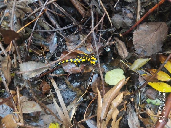 Salamandra infraimmaculata  photographed by רמדאן עיסא 