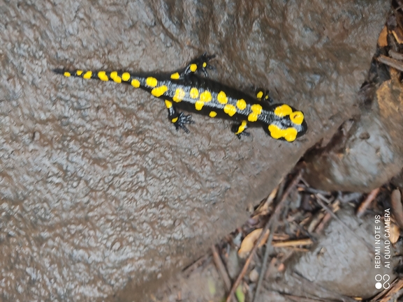 Salamandra infraimmaculata  photographed by רמדאן עיסא 