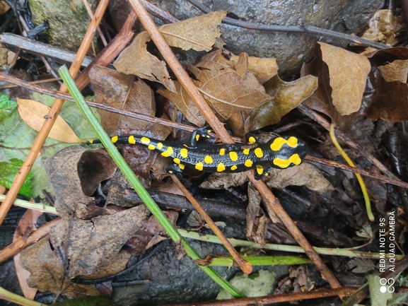 Salamandra infraimmaculata  photographed by רמדאן עיסא 