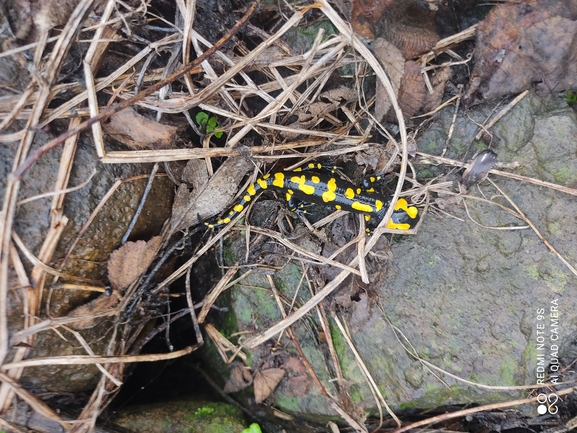 Salamandra infraimmaculata  photographed by רמדאן עיסא 