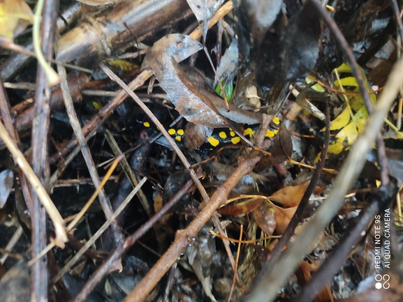 Salamandra infraimmaculata  photographed by רמדאן עיסא 