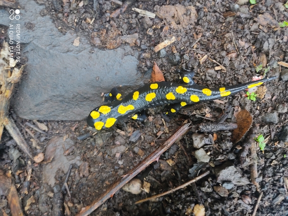 Salamandra infraimmaculata  photographed by רמדאן עיסא 