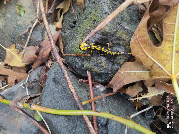 Salamandra infraimmaculata  photographed by רמדאן עיסא 