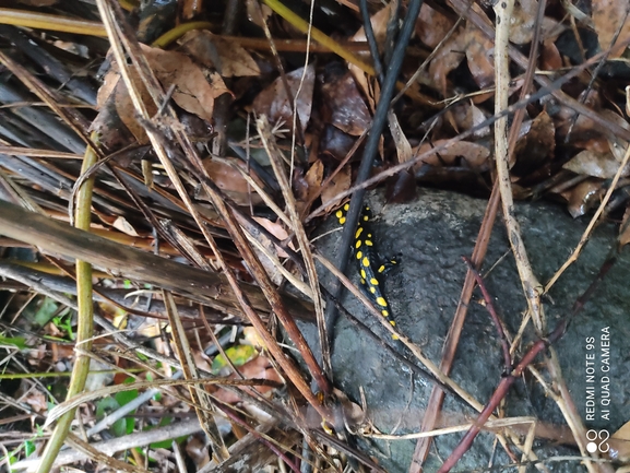 Salamandra infraimmaculata  photographed by רמדאן עיסא 