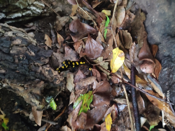 Salamandra infraimmaculata  photographed by רמדאן עיסא 