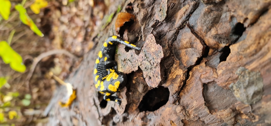 Salamandra infraimmaculata  photographed by עופר שנער 