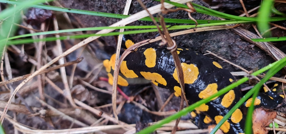 Salamandra infraimmaculata  photographed by עופר שנער 